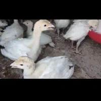 بوقمون ریز درشت ب همراه بهترین خوراک بوقلمون