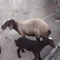 گوسفند و بره