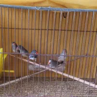 فنـچ جفتی ۳۵۰،۰۰۰ت