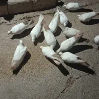 فروش کبوتر