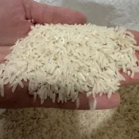 برنج هاشمی