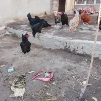 مرغ وخروس