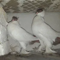 کله‌دمبی‌.‌پلاک