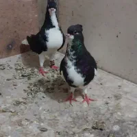 شهری کاکل گلدار لار