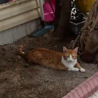 گم شده|حیوانات|تبریز, |دیوار