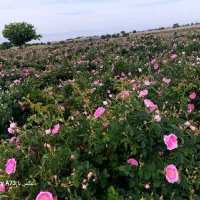 نهال گل محمدی