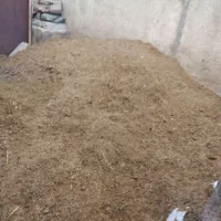 کود گاوی