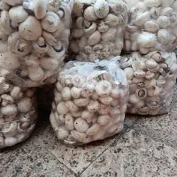 قارچ درجه 2 چین امروز 100