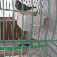 جفت فنچ مولد سیاه