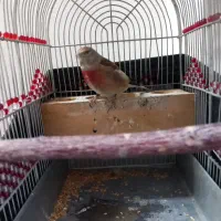 سهره|پرنده|شیراز, دوکوهک|دیوار