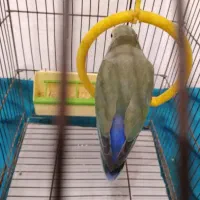 طوطی برزیلی جفت نر و ماده