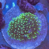 فروش مرجان آبشور