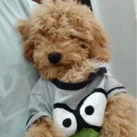 پودل وارداتی نر ۵ ماهه با لوازم