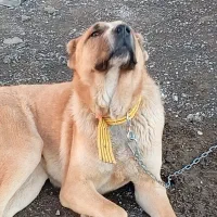 سگ نر11ماهه دورگ افغان و سرابی