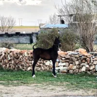 کره نریان 8 ماهه