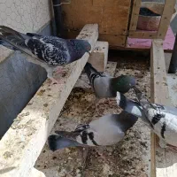چهار عدد کبوتر مسافتی آلمانی ویک تهرانی غریبگیری