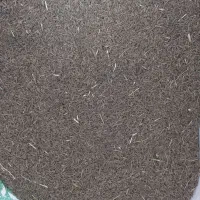 زیره|گل و گیاه طبیعی|جوادآباد, |دیوار
