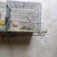 مرغ عشق