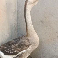 قوغاز