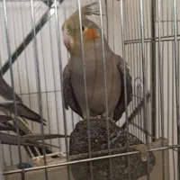 عروس هلندی دونه ای یک