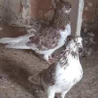 کبوتر گرگی آس