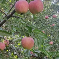 فروش سردرختی سیب