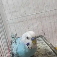 جفت مرغ عشق به همراه جوجه و دوعددجوجه عروس