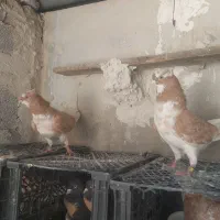 کبوتر پرشی