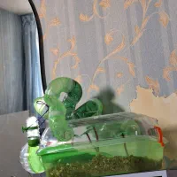 همسترجفت همراه با پارک و اسباب بازی