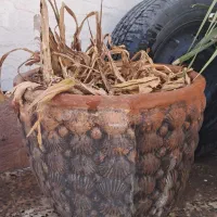 گلدان سایز خیلی بزرگ با خاک
