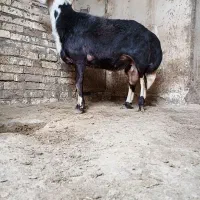 قوچ کله عروس