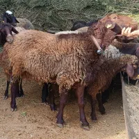 شیشک قوچ همو