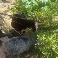 بز دورگ با بزغاله ۶ماهه