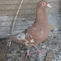 کارل میولمنز نژاد اصل