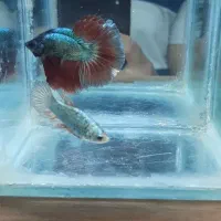 فروش ماهی فایتر betta