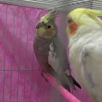 عروس هلندی