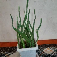 گل طبیعی|گل و گیاه طبیعی|میاندوآب, |دیوار