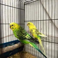 مرغ عشق سبز و زرد سرحال و سالم اماده جفت خوردن