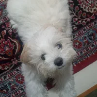 سگ گردان