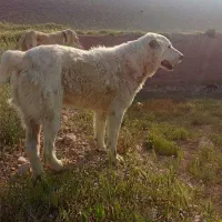 سگ گوسفندی