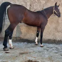 پانسیون و نگهداری اسب