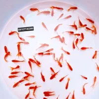 ماهی شب عیدی کالیکو قرمز