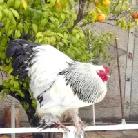 تخم مرغ برهما