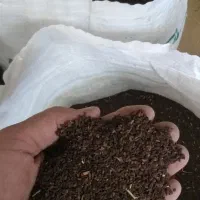 سبنج|خدمات باغبانی و درختکاری|تربت‌حیدریه, کوی شهید احمدزاده ملکی|دیوار