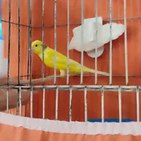 پرنده قناری نر ریزه خون