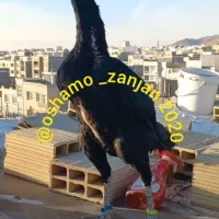 جوجه اوشامو خالص و خالص