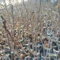 نهال پسته  دو ساله بذر بادامی زرند