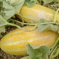 خربزه مشهدی روستای کلاته علی زینل
