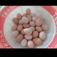 تخم مرغ محلی