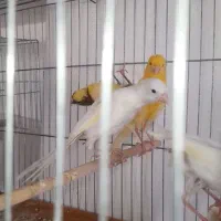 جوجه قناری سوپر سفید چهار ماهه نر